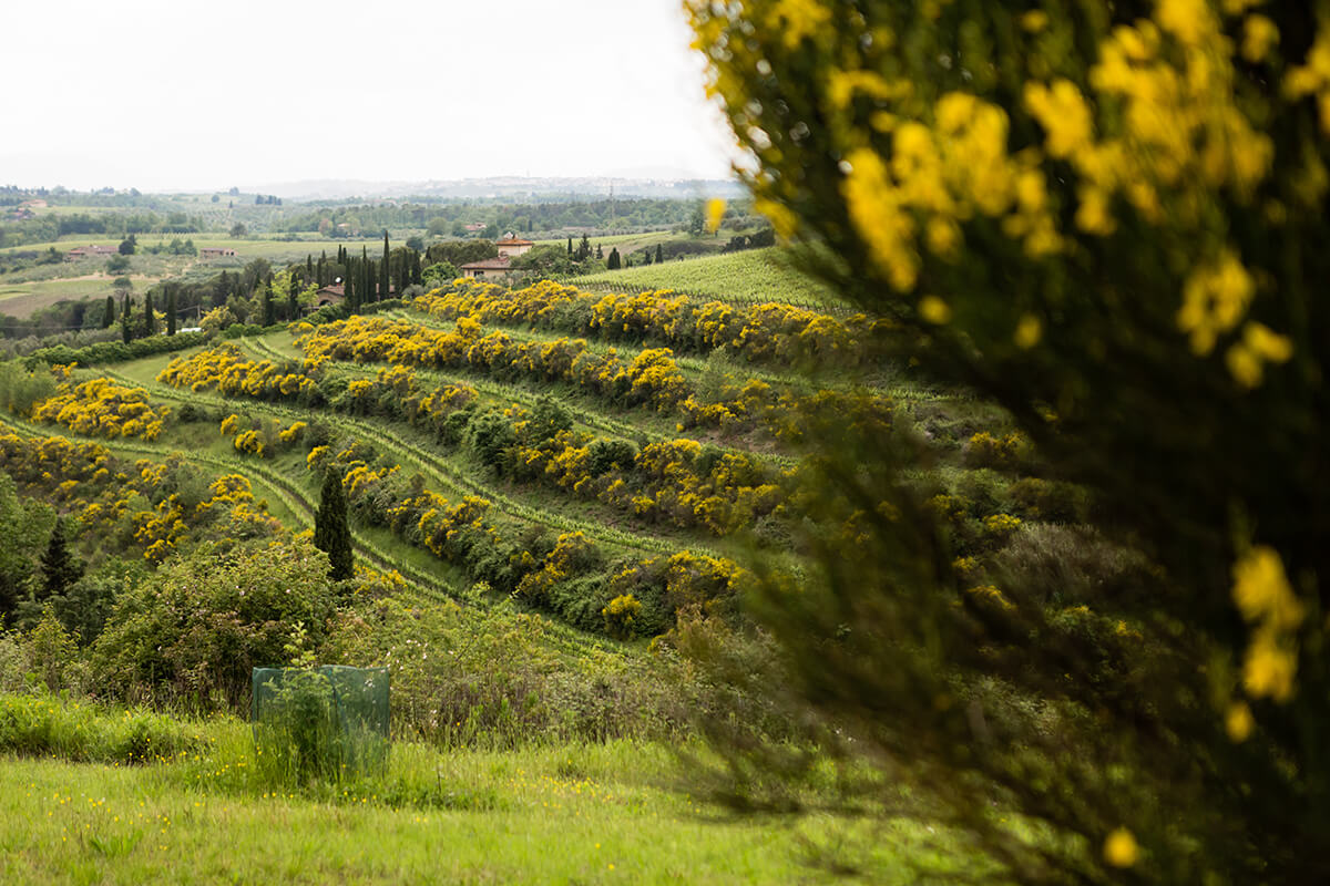 Wedding in Tuscany