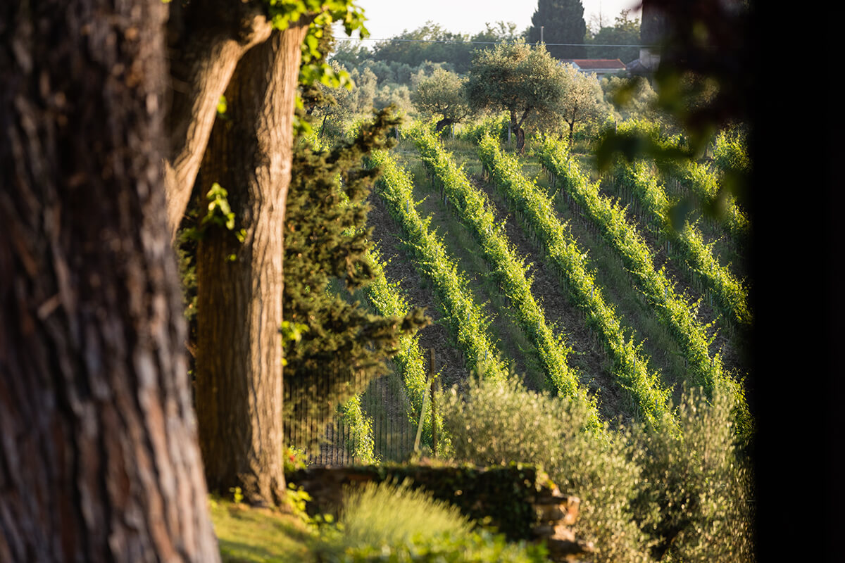 Wedding overlooking tuscan vineyards